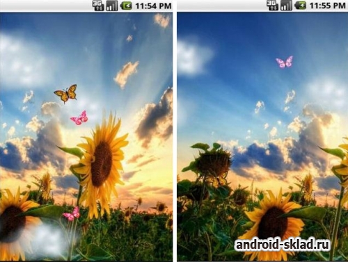 Sunflower Field - живые обои с подсолнухами на Android