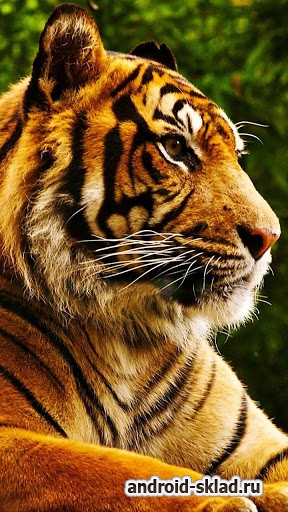 Тигры Живые Обои