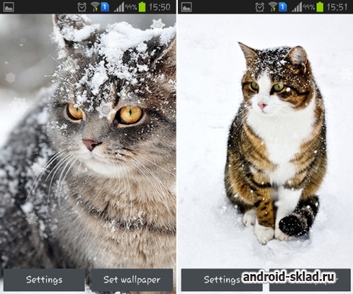 Snow Cats - обои со снежными котами на Андроид