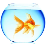Скачать Goldfish Live Wallpaper на андроид