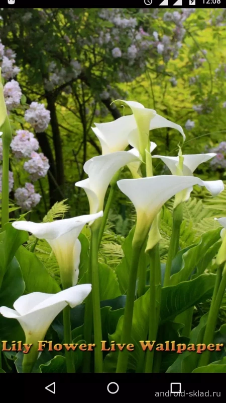 Скриншот Lucky Lily & Lily Flower Live Wallpaper №1