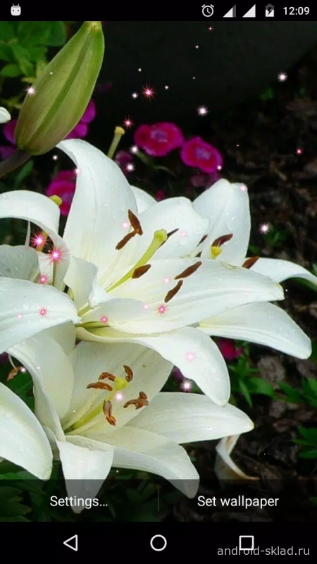 Скриншот Lucky Lily & Lily Flower Live Wallpaper №2