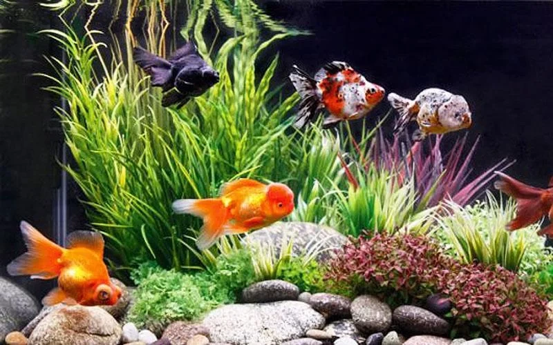 Скриншот Goldfish Live Wallpaper №3