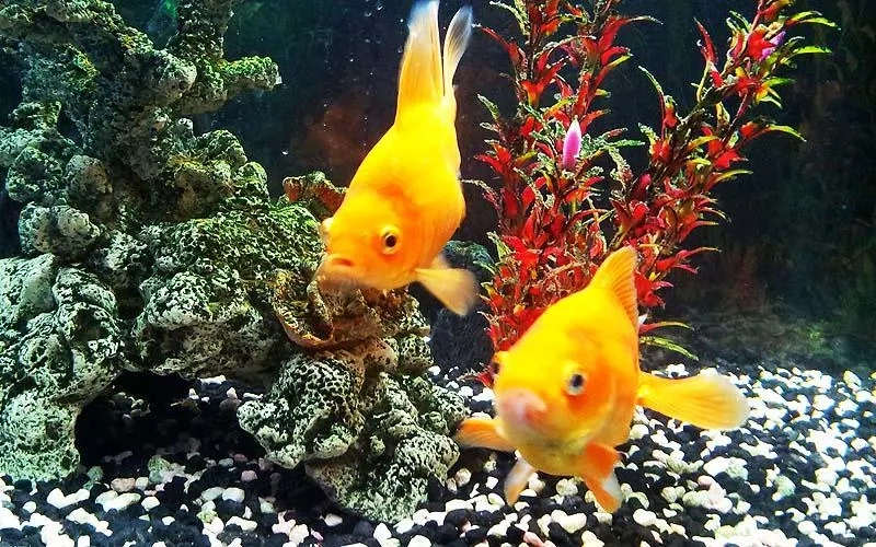 Скриншот Goldfish Live Wallpaper №4