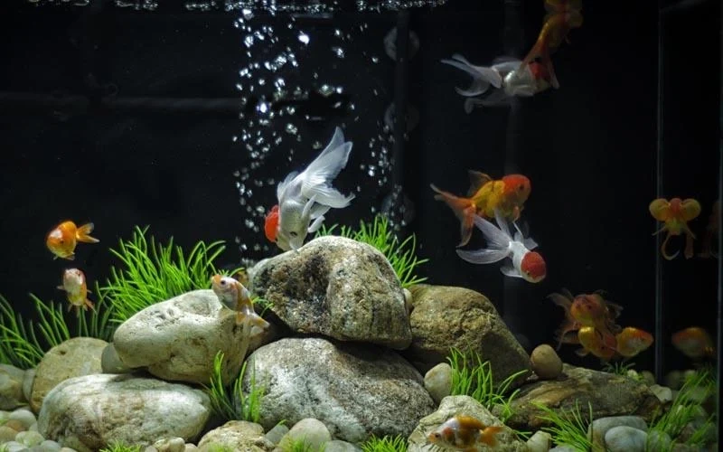 Скриншот Goldfish Live Wallpaper №5